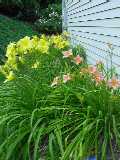 Day Lilies